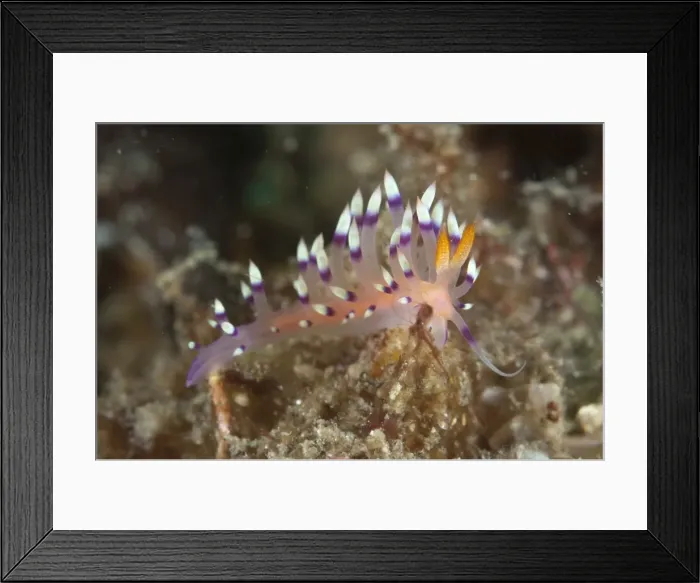 Framed Print : Picture No. 11091817 Framed Print : Picture No. 11091817