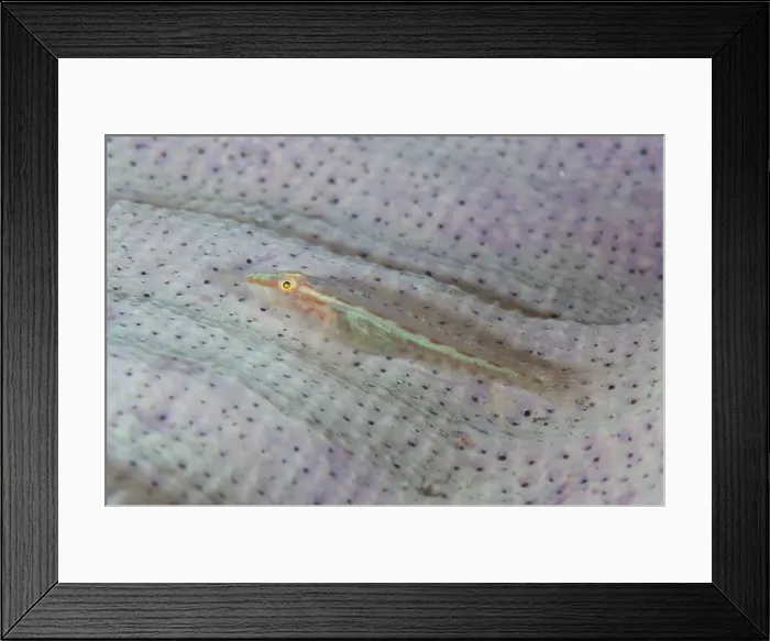 Framed Print : Picture No. 11091818 Framed Print : Picture No. 11091818