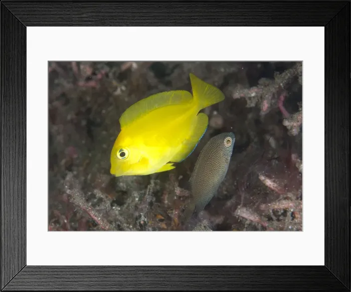 Framed Print : Picture No. 11091820 Framed Print : Picture No. 11091820
