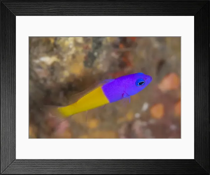 Framed Print : Picture No. 11091821 Framed Print : Picture No. 11091821