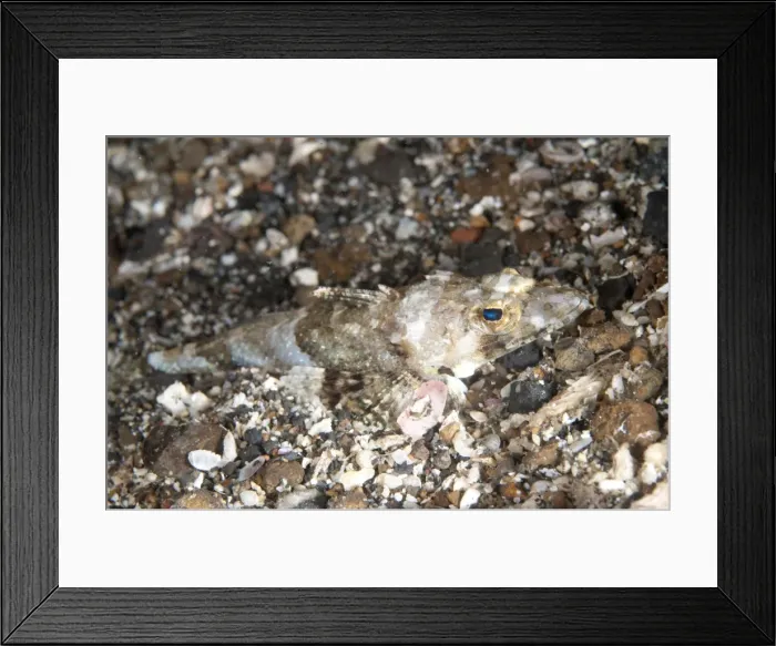 Framed Print : Picture No. 11091819 Framed Print : Picture No. 11091819