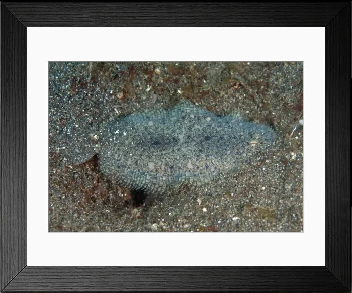 Framed Print : Picture No. 11091822 Framed Print : Picture No. 11091822