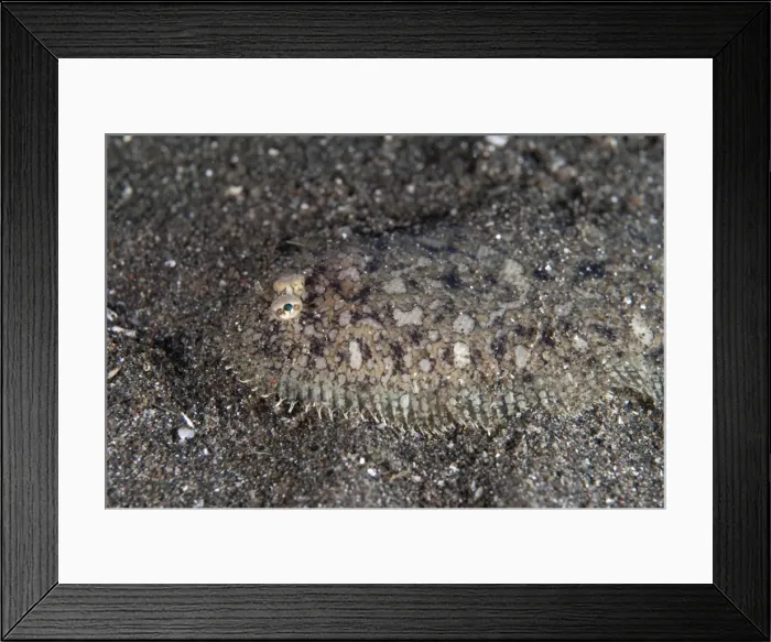 Framed Print : Picture No. 11091823 Framed Print : Picture No. 11091823