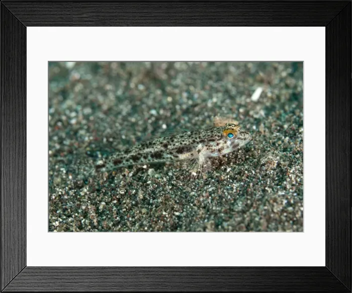 Framed Print : Picture No. 11091824 Framed Print : Picture No. 11091824