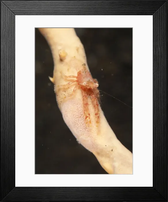 Framed Print : Picture No. 11091825 Framed Print : Picture No. 11091825