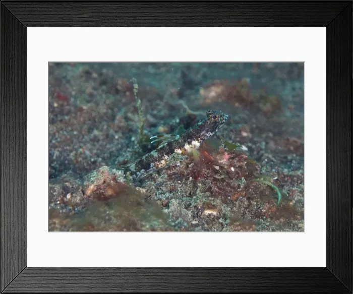 Framed Print : Picture No. 11091826 Framed Print : Picture No. 11091826