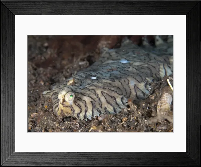 Framed Print : Picture No. 11091828 Framed Print : Picture No. 11091828