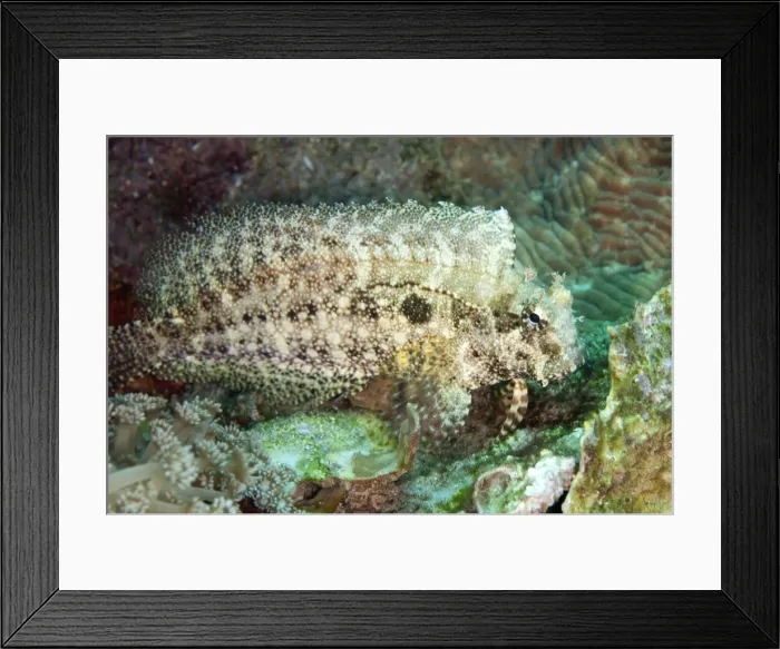 Framed Print : Picture No. 11091830 Framed Print : Picture No. 11091830