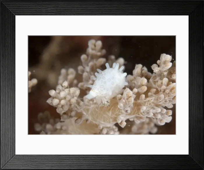 Framed Print : Picture No. 11091831 Framed Print : Picture No. 11091831