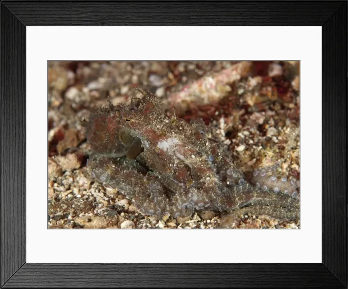 Framed Print : Picture No. 11091832 Framed Print : Picture No. 11091832
