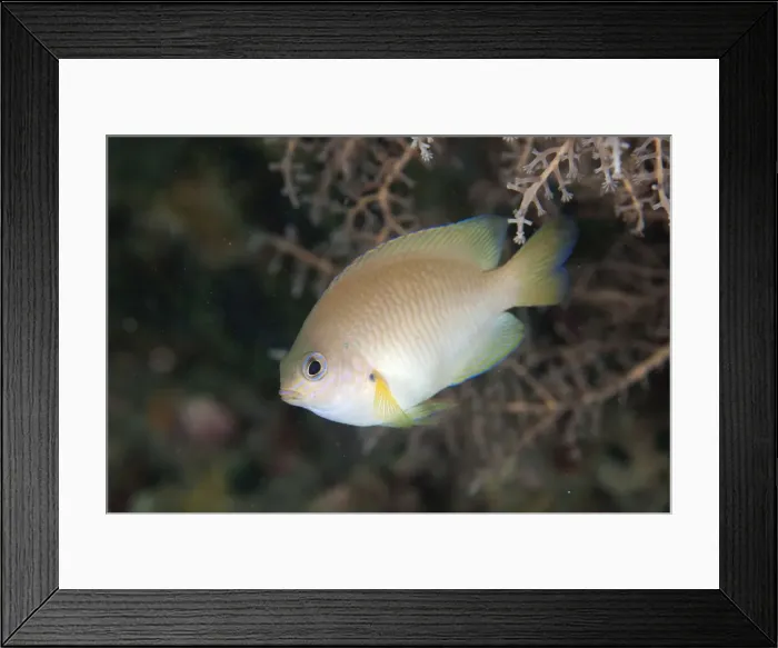 Framed Print : Picture No. 11091834 Framed Print : Picture No. 11091834