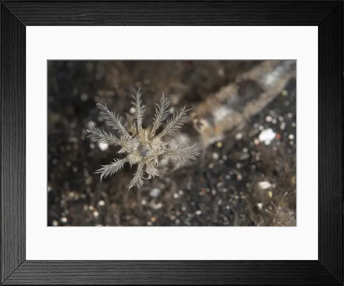 Framed Print : Picture No. 11091835 Framed Print : Picture No. 11091835