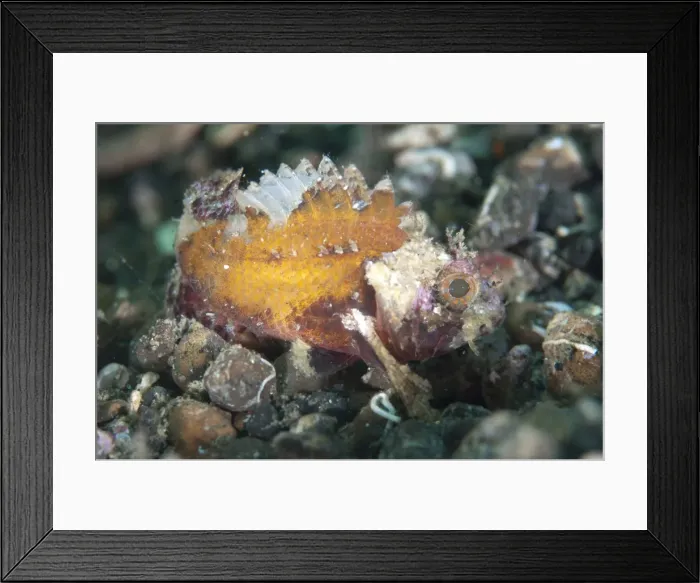 Framed Print : Picture No. 11091836 Framed Print : Picture No. 11091836