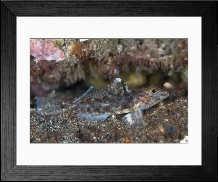 Framed Print : Picture No. 11091837 Framed Print : Picture No. 11091837