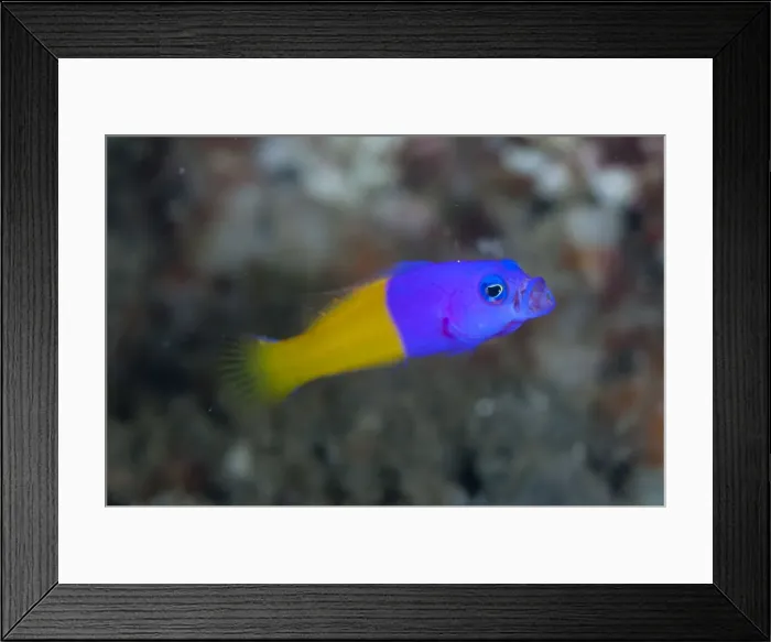Framed Print : Picture No. 11091839 Framed Print : Picture No. 11091839