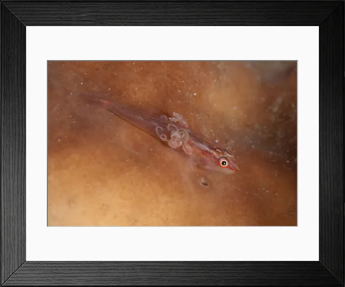 Framed Print : Picture No. 11091840 Framed Print : Picture No. 11091840