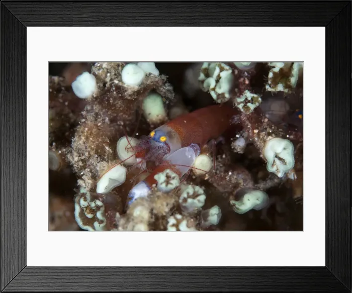 Framed Print : Picture No. 11091838 Framed Print : Picture No. 11091838