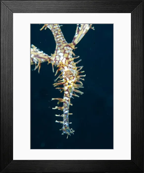 Framed Print : Picture No. 11091843 Framed Print : Picture No. 11091843