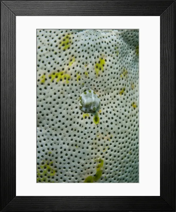 Framed Print : Picture No. 11091842 Framed Print : Picture No. 11091842