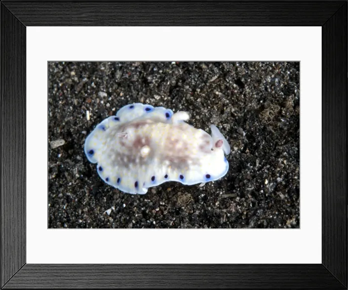 Framed Print : Picture No. 11091844 Framed Print : Picture No. 11091844