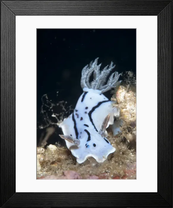 Framed Print : Picture No. 11091845 Framed Print : Picture No. 11091845