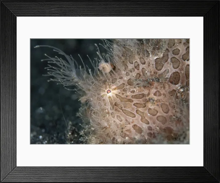 Framed Print : Picture No. 11091846 Framed Print : Picture No. 11091846