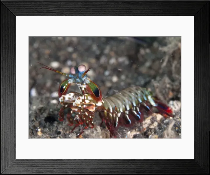 Framed Print : Picture No. 11091848 Framed Print : Picture No. 11091848