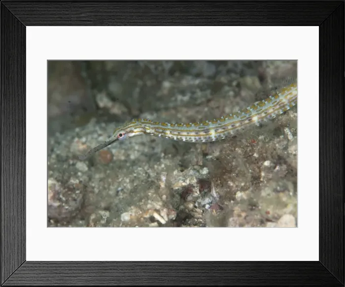 Framed Print : Picture No. 11091849 Framed Print : Picture No. 11091849