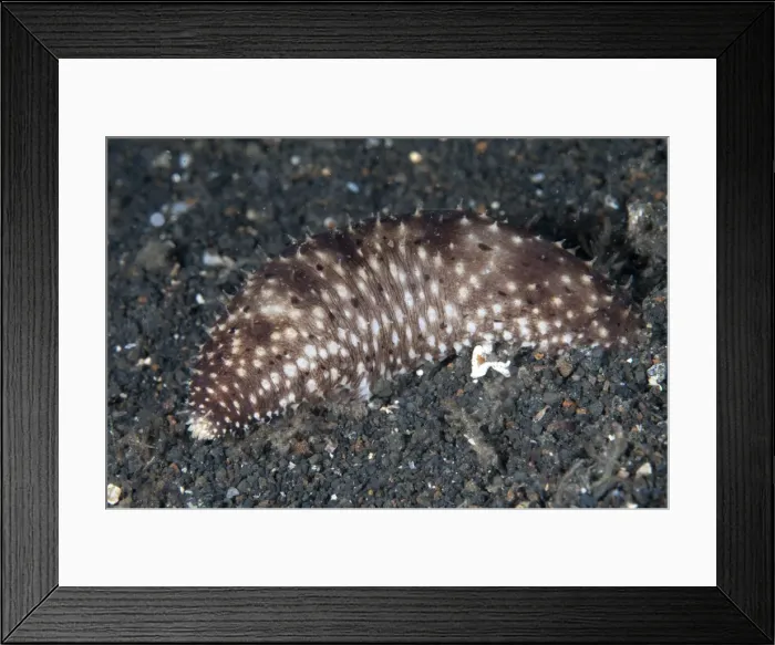 Framed Print : Picture No. 11091847 Framed Print : Picture No. 11091847