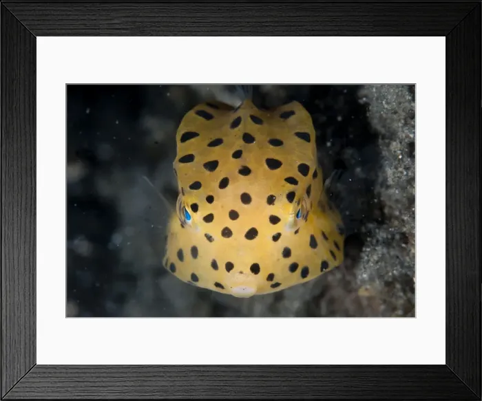 Framed Print : Picture No. 11091851 Framed Print : Picture No. 11091851