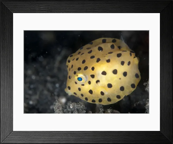 Framed Print : Picture No. 11091850 Framed Print : Picture No. 11091850