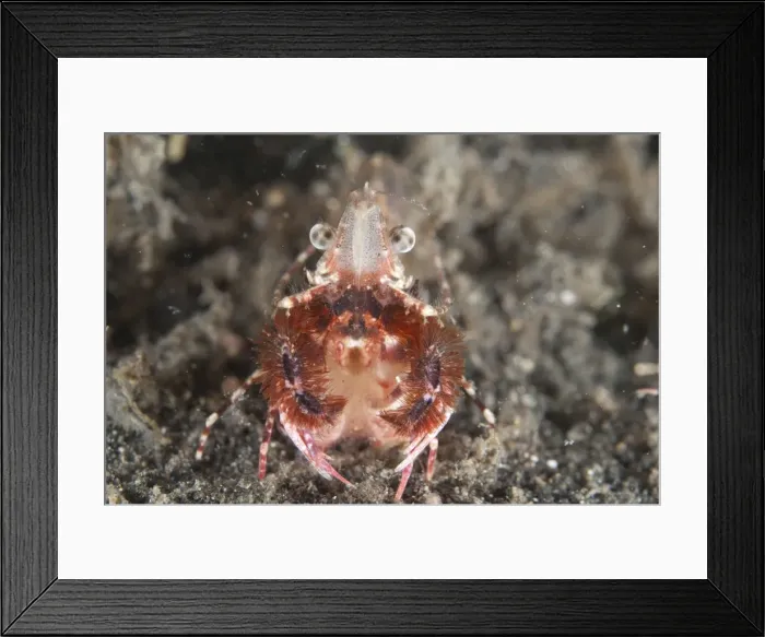 Framed Print : Picture No. 11091852 Framed Print : Picture No. 11091852