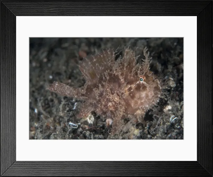 Framed Print : Picture No. 11091853 Framed Print : Picture No. 11091853