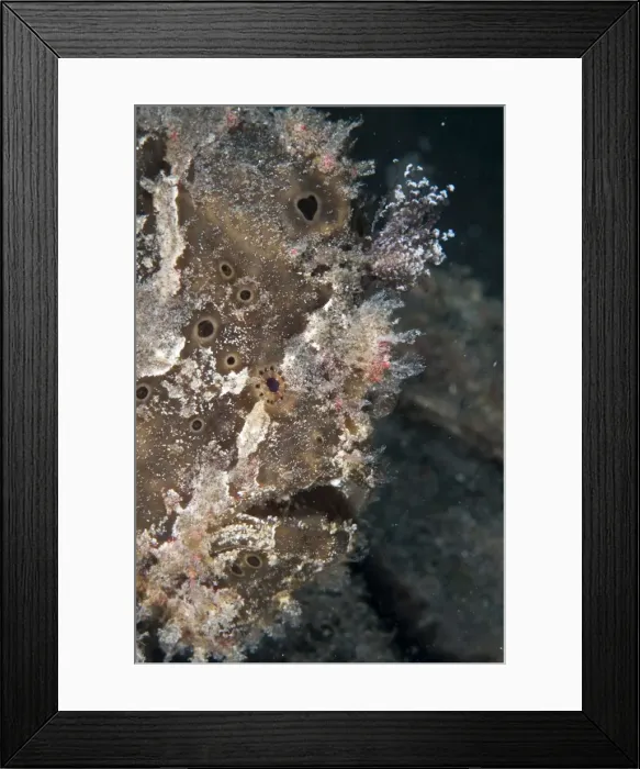 Framed Print : Picture No. 11091854 Framed Print : Picture No. 11091854