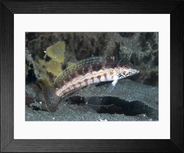 Framed Print : Picture No. 11091855 Framed Print : Picture No. 11091855