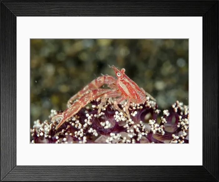 Framed Print : Picture No. 11091858 Framed Print : Picture No. 11091858