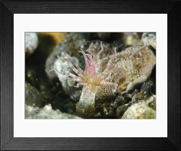 Framed Print : Picture No. 11091859 Framed Print : Picture No. 11091859