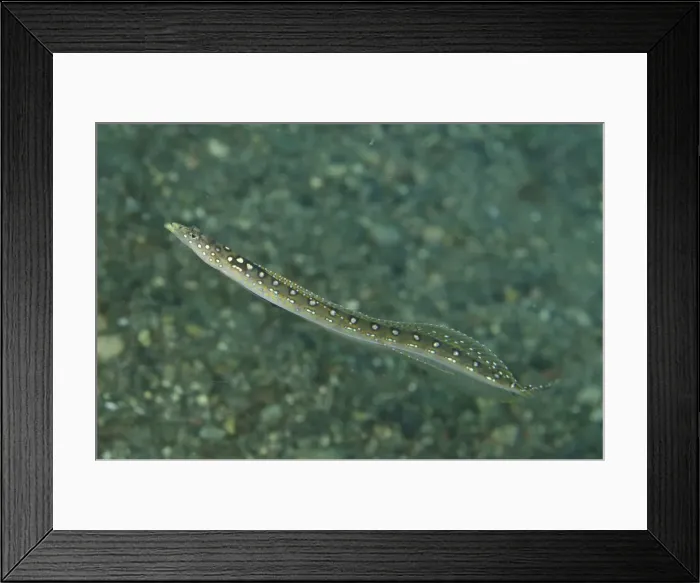 Framed Print : Picture No. 11091860 Framed Print : Picture No. 11091860