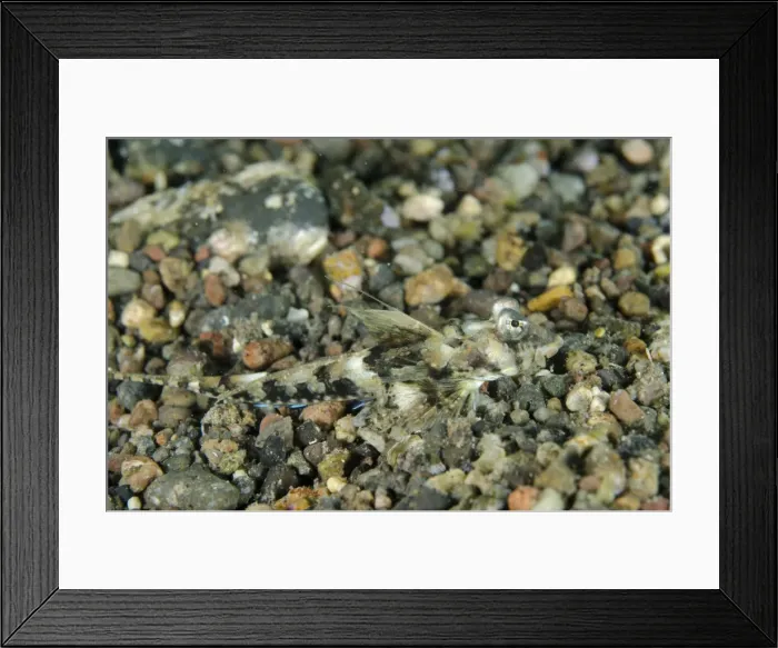 Framed Print : Picture No. 11091862 Framed Print : Picture No. 11091862