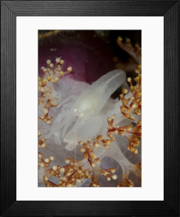 Framed Print : Picture No. 11091863 Framed Print : Picture No. 11091863