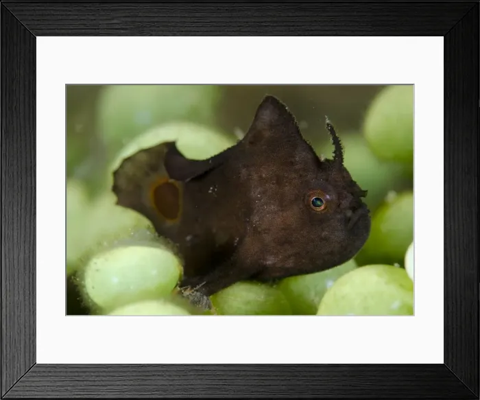 Framed Print : Picture No. 11091864 Framed Print : Picture No. 11091864