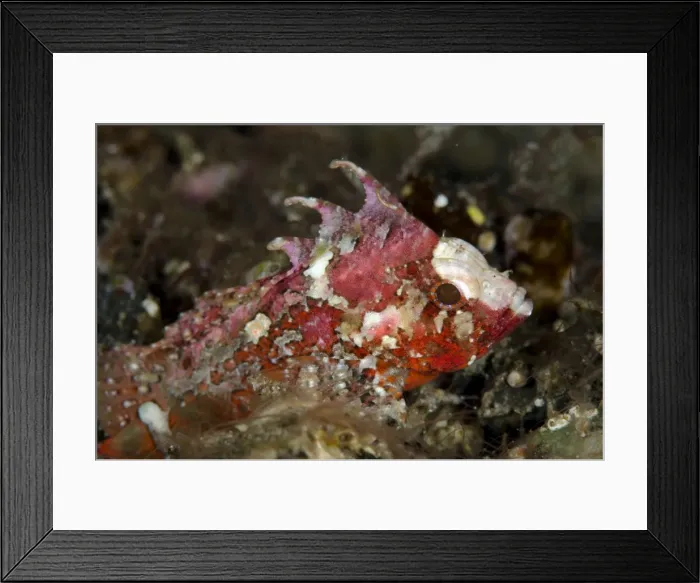 Framed Print : Picture No. 11091865 Framed Print : Picture No. 11091865