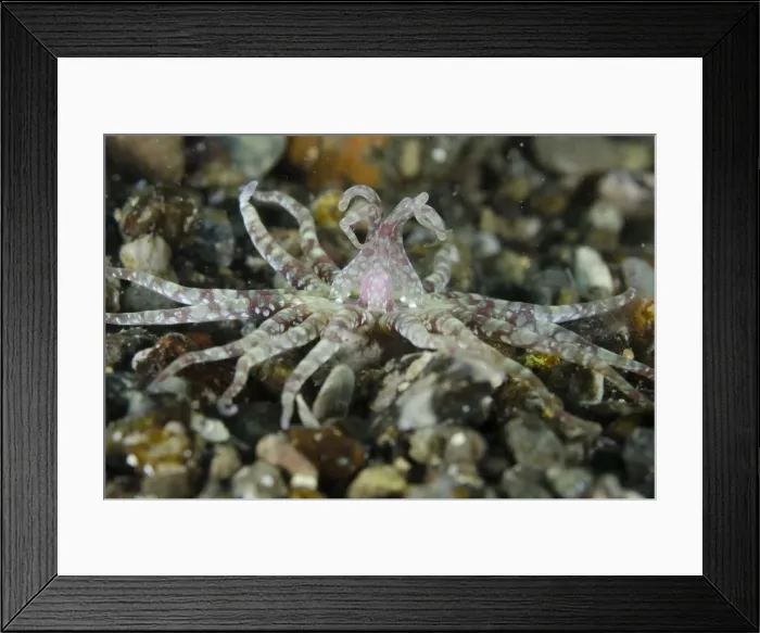 Framed Print : Picture No. 11091861 Framed Print : Picture No. 11091861