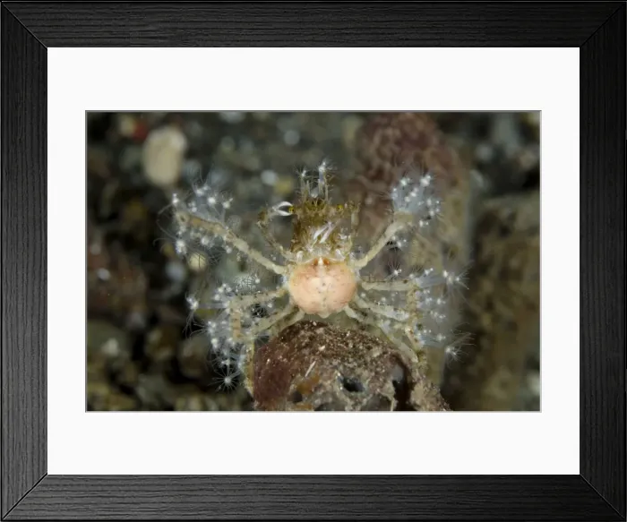Framed Print : Picture No. 11091866 Framed Print : Picture No. 11091866