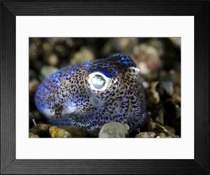 Framed Print : Picture No. 11091867 Framed Print : Picture No. 11091867