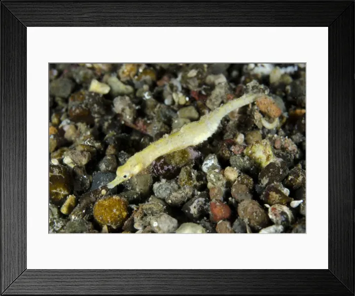 Framed Print : Picture No. 11091868 Framed Print : Picture No. 11091868