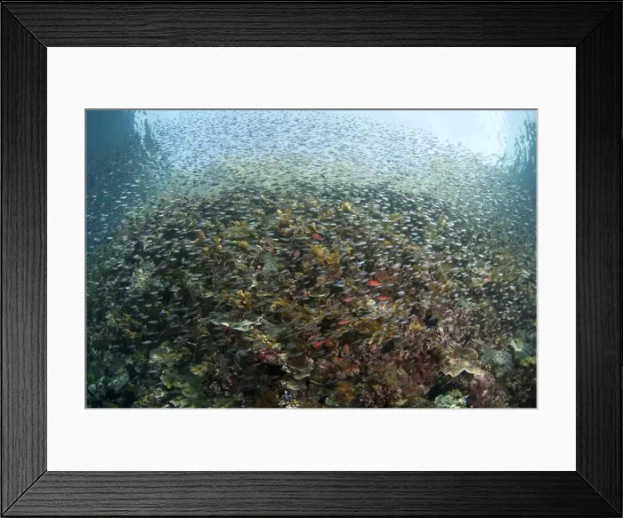 Framed Print : Picture No. 11091871 Framed Print : Picture No. 11091871