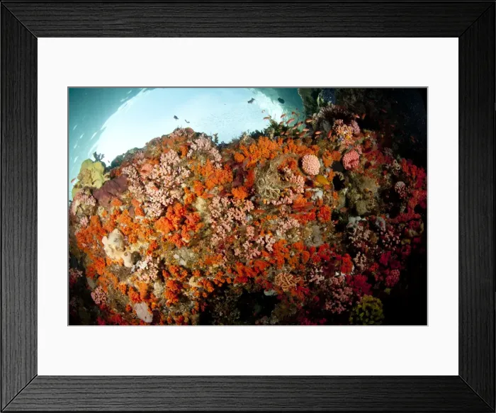 Framed Print : Picture No. 11091872 Framed Print : Picture No. 11091872