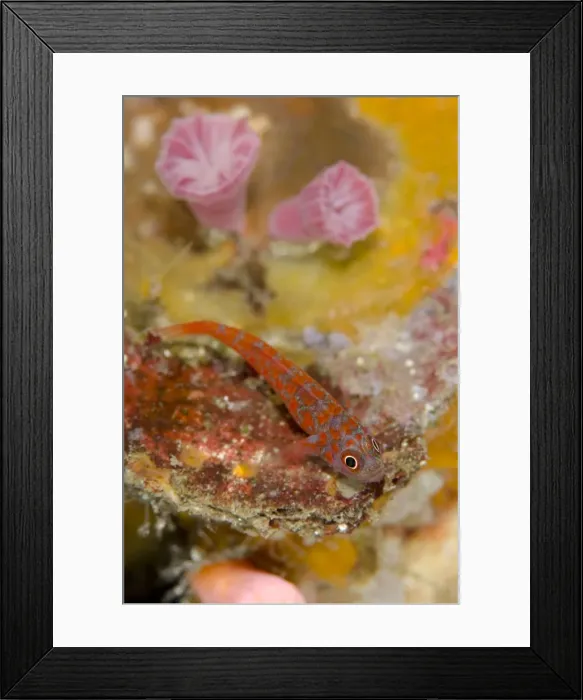 Framed Print : Picture No. 11091873 Framed Print : Picture No. 11091873