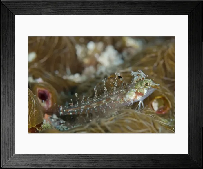 Framed Print : Picture No. 11091876